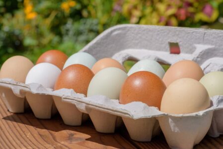 Closeup of fresh eggs in a variety of beautiful natural earth tone colors