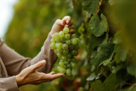 Organic, fruit, season for grapes. Organic, fruit, season for grapes.